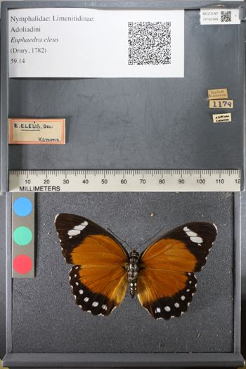 Media type: image;   Entomology 142486